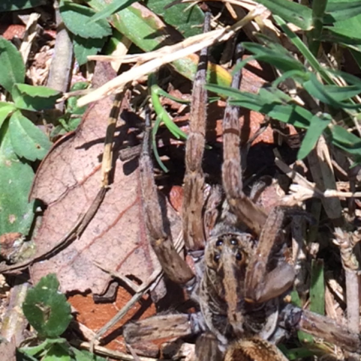 Carolina wolf spider