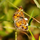 Phaon Crescent Butterfly