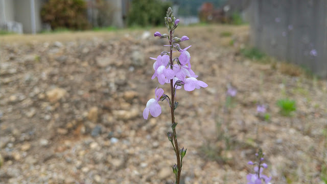 今日の草花　2022年4月13日(水)