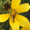 Common Oblique Syrphid