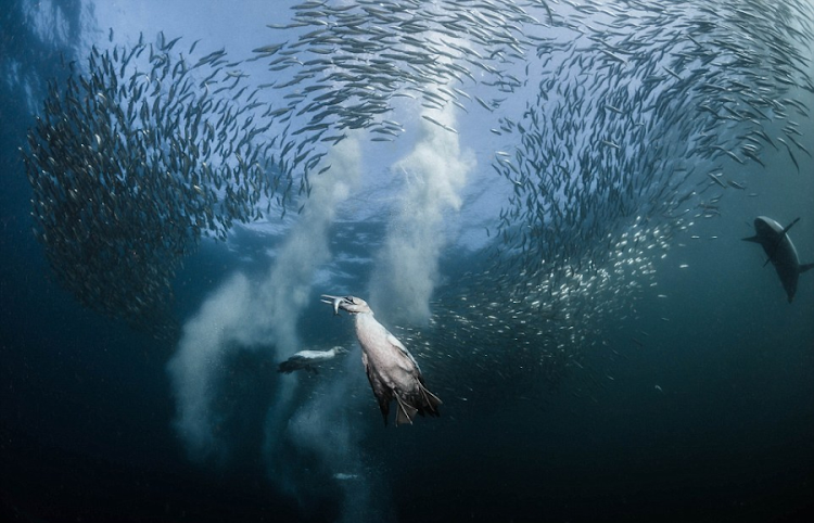 Birds dropping like bullets into the water.