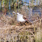 Black-headed Gull; Gaviota Reidora