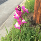 Moroccan Toadflax