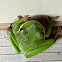 Green Tree Frog