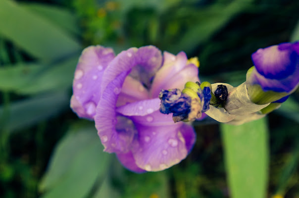 Fiore Viola di ginevraterenzi