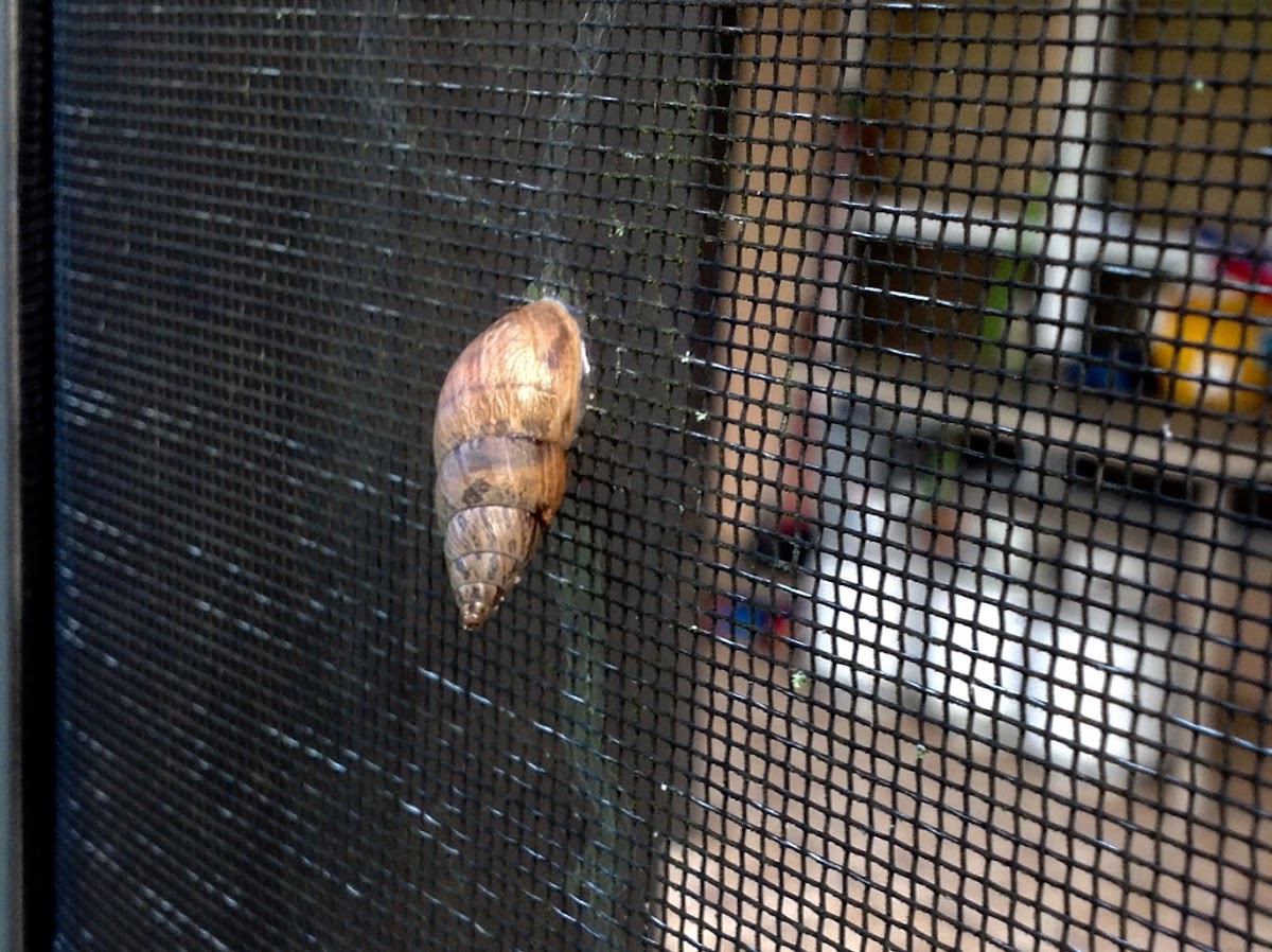 Unknown Spotting ( Land Snail )