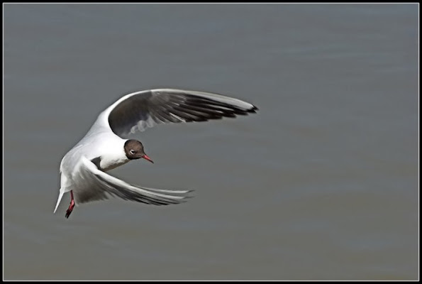 "E"mozione del volo di barbelfo