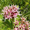 Showy milkweed