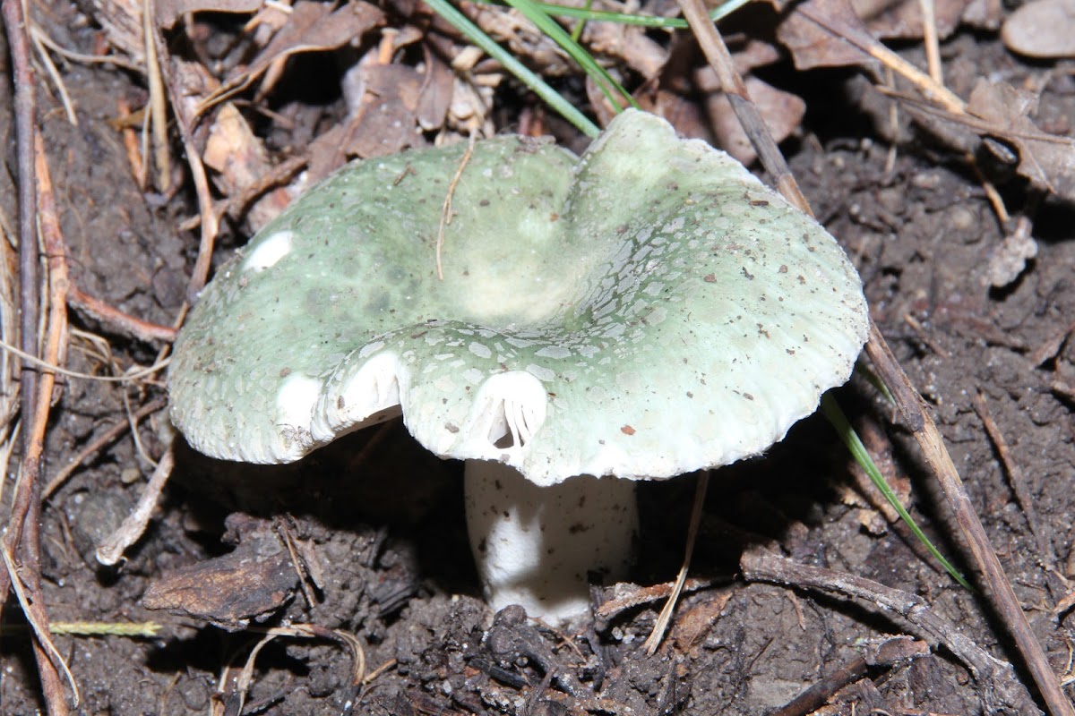 Blue-green Russula