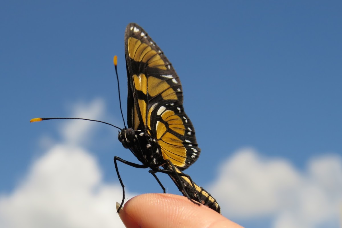 Borboleta-do-Manacá