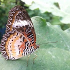 Leopard Lacewing. ♂