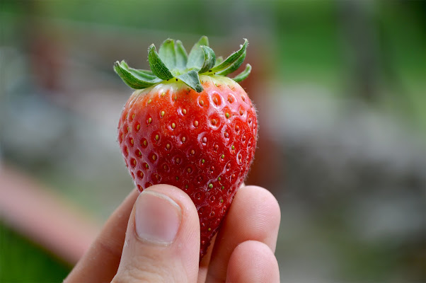 Fragola di Photo Raf