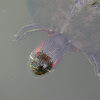 Red-eared Slider