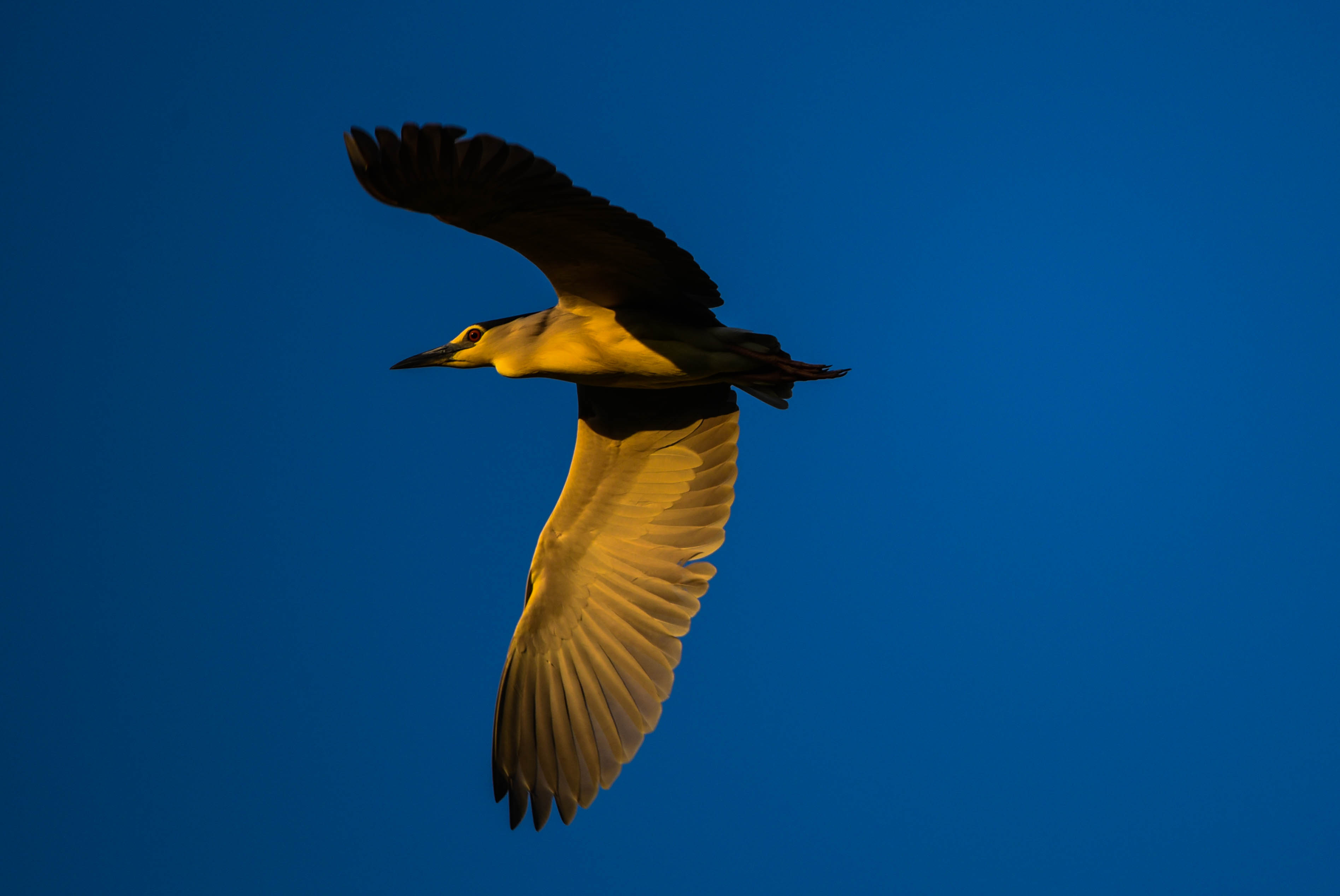 In volo nella Golden Hour di Highlander