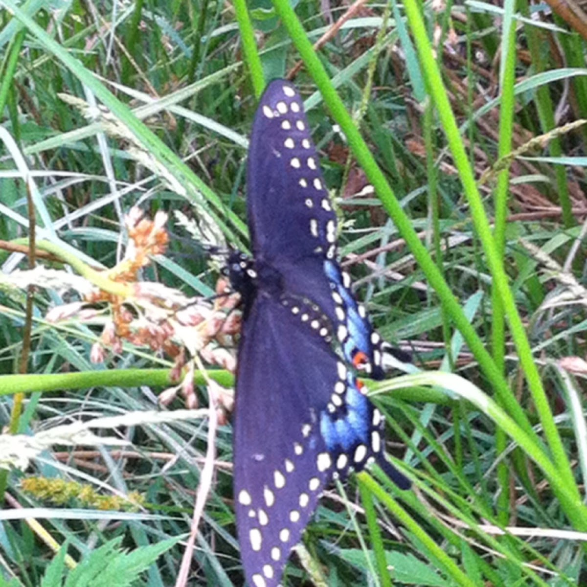 Black Swallowtail, female