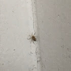 House Spider