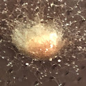 Banana Spider Egg Case