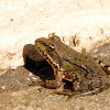 Balkan frog