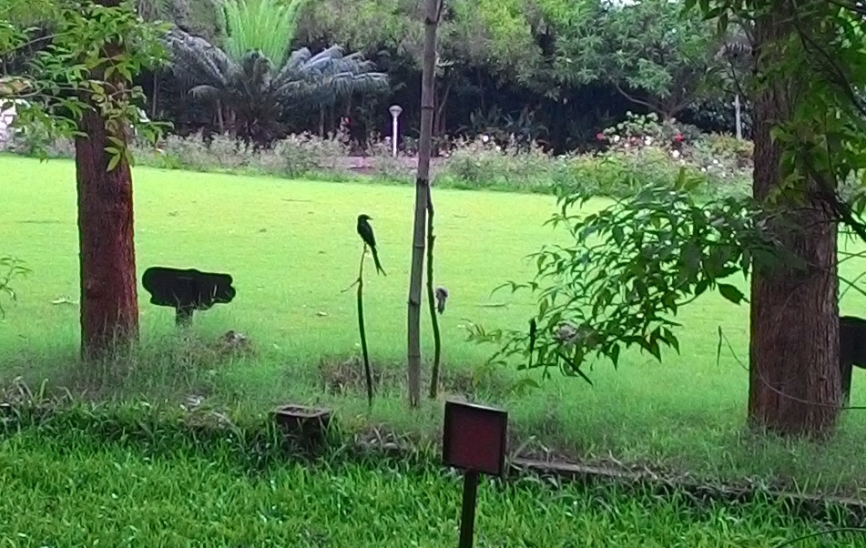 Black Drongo