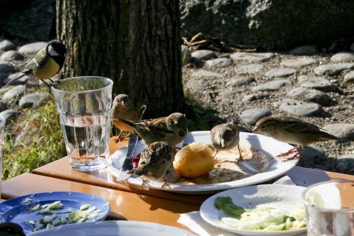 Pausa pranzo... di Froggy