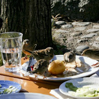 Pausa pranzo... di 