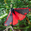 Cinnabar moth; Polilla cinabrio