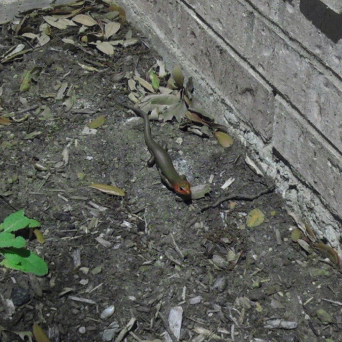 Broad-headed Skink