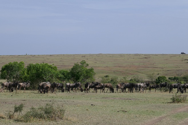 Presupuesto: 3.170€ por persona - Kenia: 7 días de safari y 4 de playa (1)