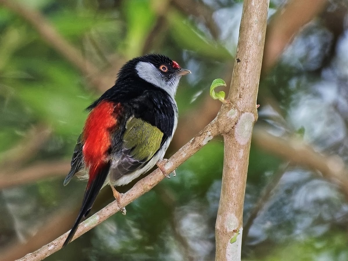 Tangarazinho (Pin-tailed Manakin)