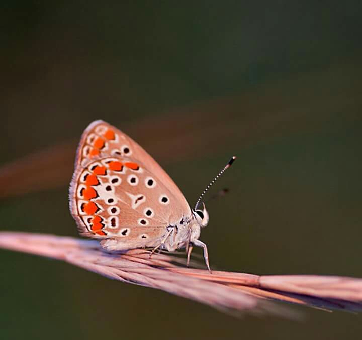 Pinkfly di RobertaSilvestro