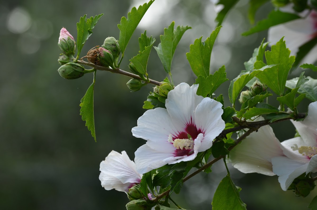 Rose of Sharon