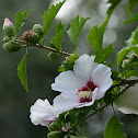 Rose of Sharon