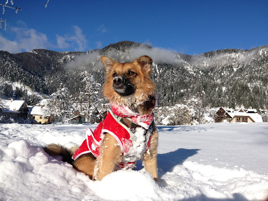 Il cane delle nevi di BinnutSD