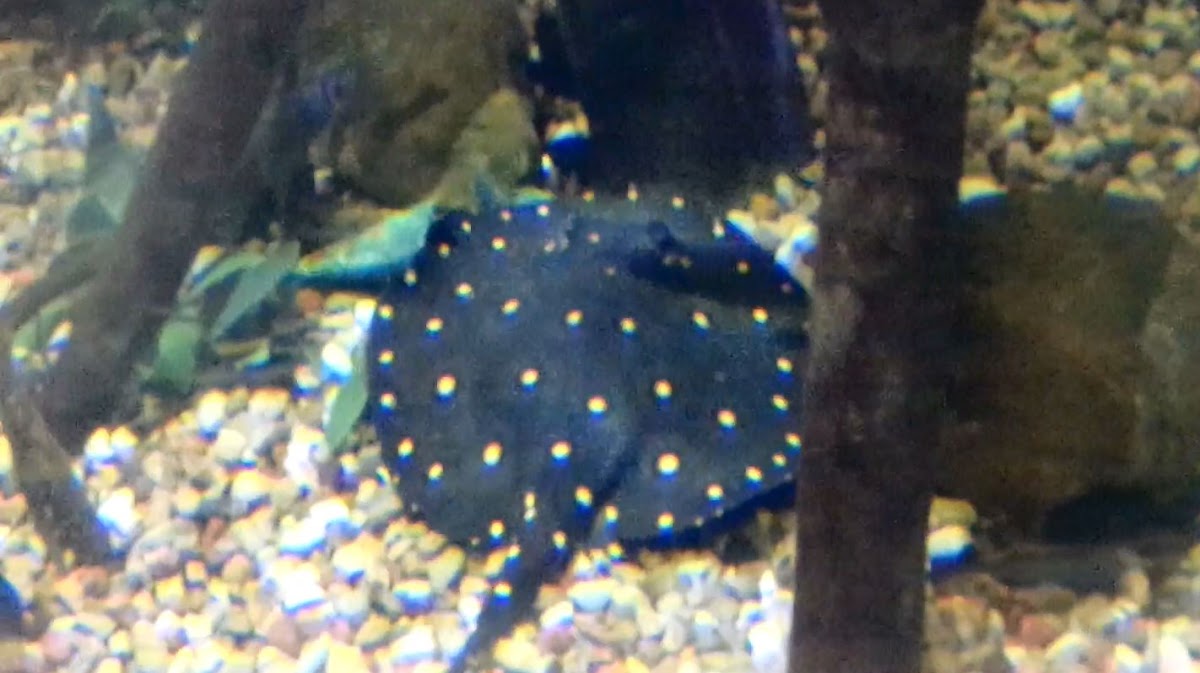 Big Toothed River Stingray