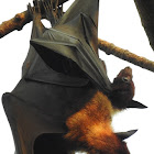 The Indian flying fox (Mother and child)