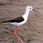 Black-winged Stilt