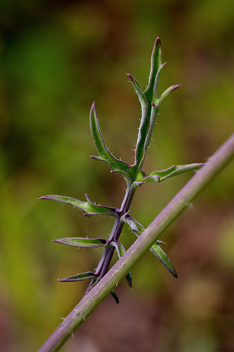 Coincya monensis