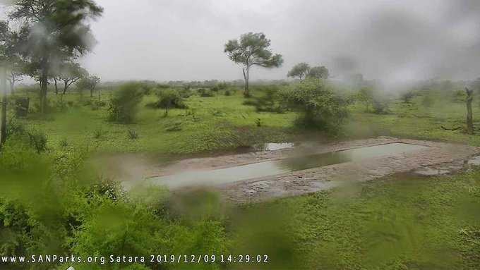 Heavy rains in the Kruger National Park last week led to many of the gravel roads being closed. All roads are now open for visitors.