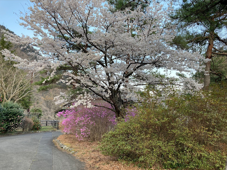 の投稿画像4枚目