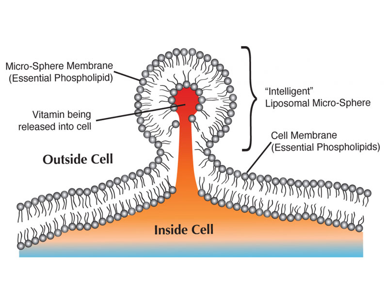 Liposomes