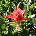 Indian Paintbrush