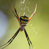 Signature spider, yellow garden spider