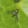 Long-legged Fly