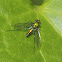 Long-legged Fly