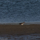 Redshank