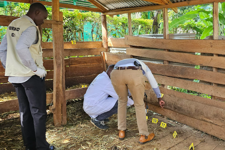 Detectives from the homicide department collect evidence from a cowshed where Kakamega Senator Boni Khalwale's farmhand Kizito Moi was alleged gored to death by a fighter bull he was tending, February 1, 2024.