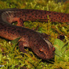 Red Salamander