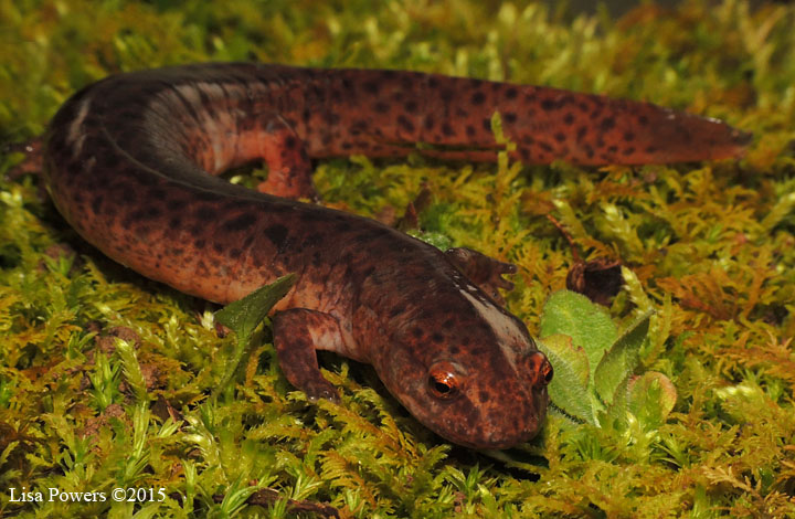 Red Salamander