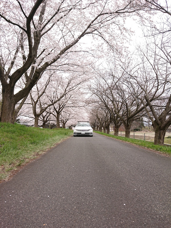 パサートヴァリアントの春仕様にチェンジ・桜とコラボ・ブレーキカスタム・愛車の横顔・RS05RRに関するカスタム事例の投稿画像23枚目
