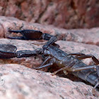 Common Black Scorpion